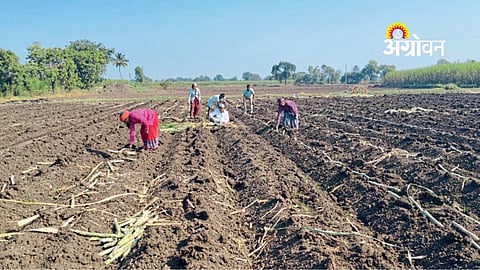 sugarcane planting trends in Ahilyanagar district