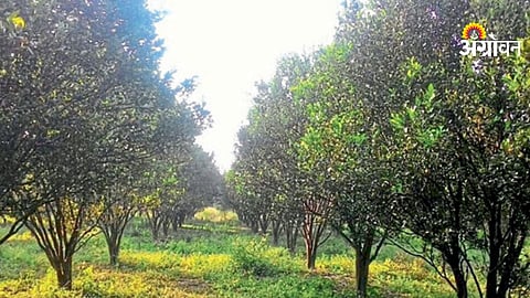 pilot digital farming project Amravati