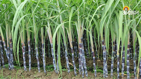 government weighbridge in sugar mills Maharashtra