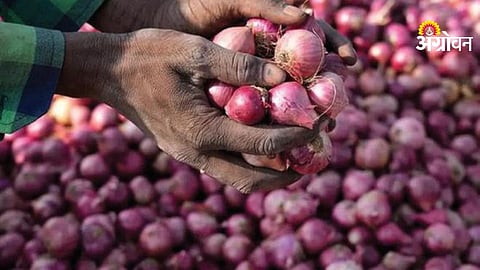 onion price crash in Lasalgaon