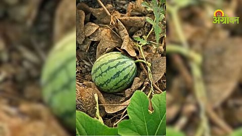 Watermelon Cultivation