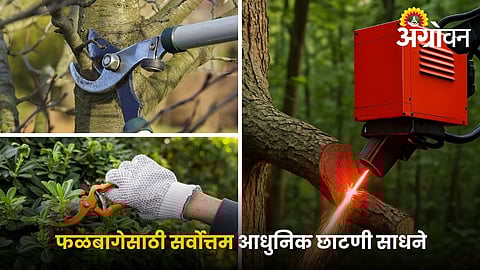 Best modern pruning tools for orchards