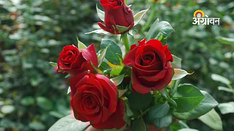 flower demand in Valentine week