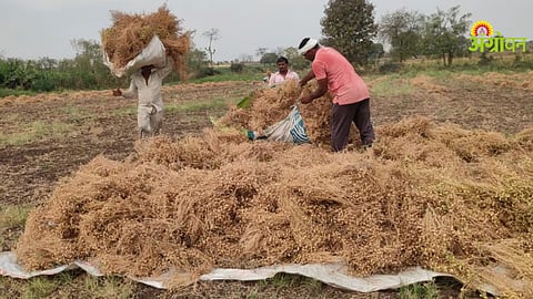 Chana Harvesting