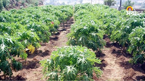 Papaya Cultivation Decline 2026