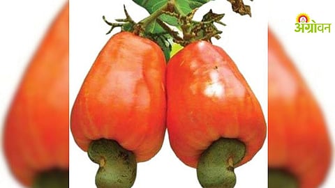 Agriculture Workshop