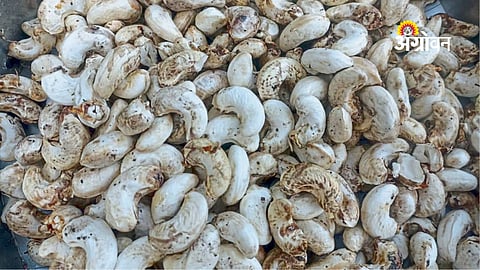 cashew arrival in Sindhudurg market