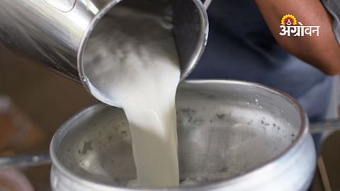 cow milk procurement price in Maharashtra