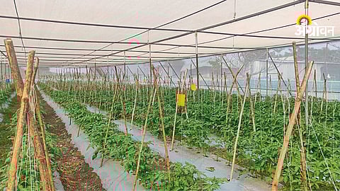 Sunlight management in greenhouse farming