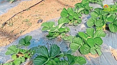 Mahabaleshwar Strawberry