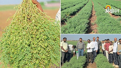 Chana Farming