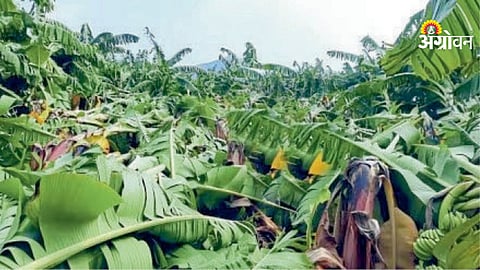 Government action on bogus crop insurance claims