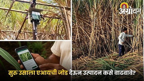 Step by step guide to AI IoT smart sugarcane farming