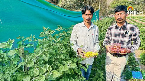 Golden berry cultivation in Bhimashankar