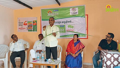 Sugarcane Farming Advice