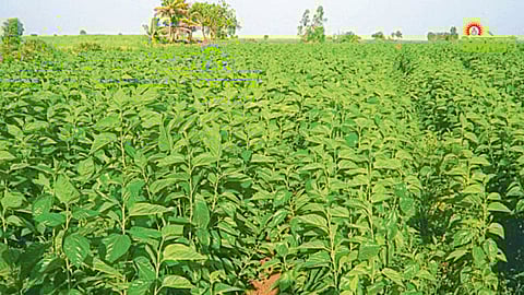 Mulberry Cultivation