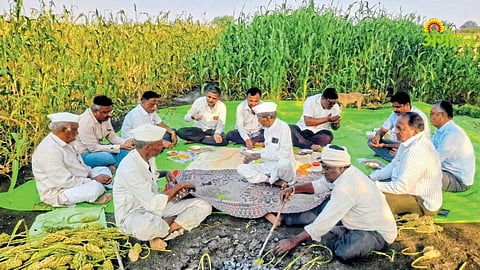Jowar Farming