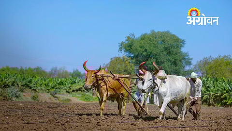 Ahilyanagar rabi sowing percentage 2026