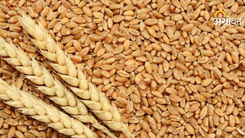 Wheat products export permission