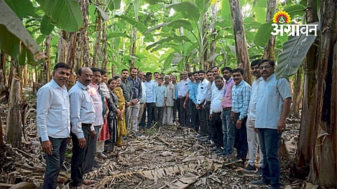 Benefits of fermented fertilizer for banana