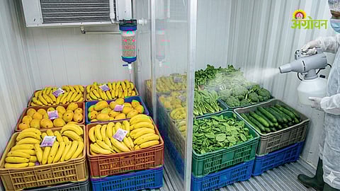 Ethylene absorber in storage