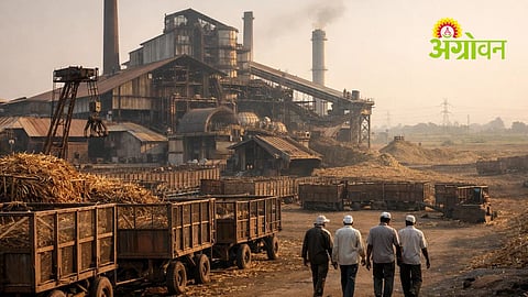 Solapur sugar mills early crushing season end