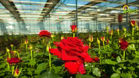how Valentine week helps flower farmers