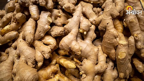 Today ginger market rate