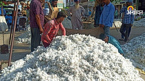 Cotton arrivals drop in Khandesh
