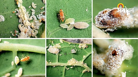 Papaya mealybug becomes major threat in India
