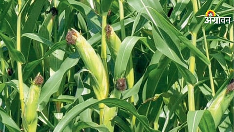 Maize Farming
