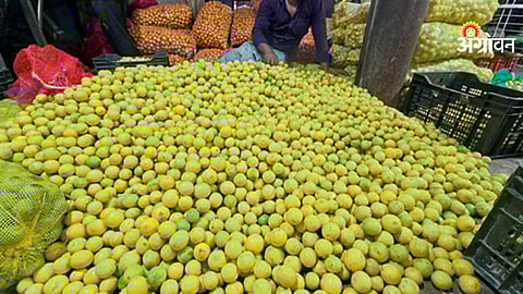 Citrus Market
