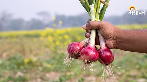 Onion cultivation area increase Maharashtra
