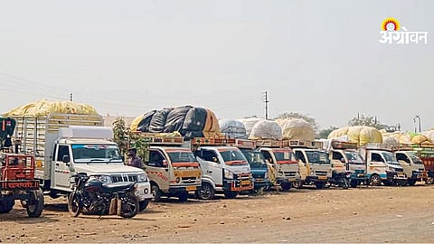 Cotton Arrivals Rise in Akot Market