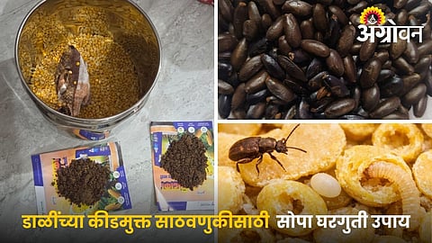 pulses storage at home