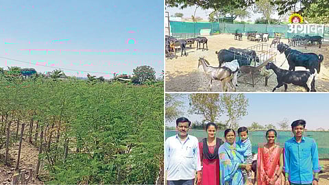 Best livestock option for dryland farmers