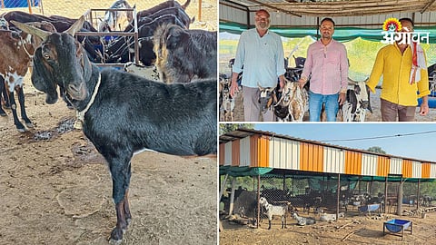 Low cost livestock farming in india