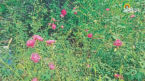 Desi rose cultivation success story Maharashtra