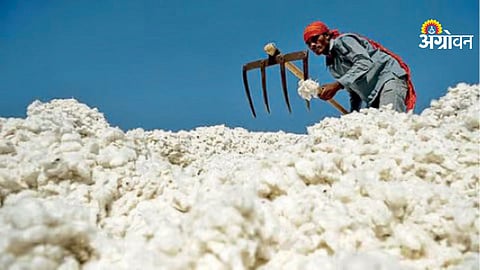 Cotton market news maharashtra