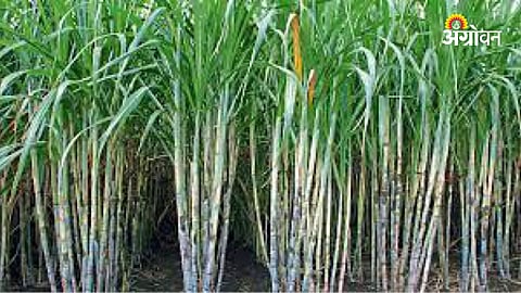 50 lakh tonnes sugarcane crushing Maharashtra district