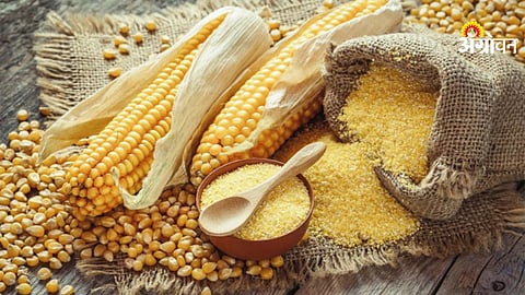 Maize import impact on farmers