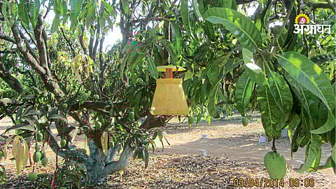 Konkan region farm advisory today