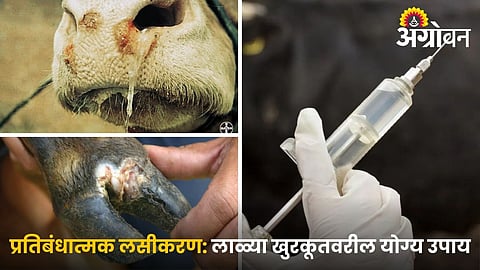 Vaccine for FMD