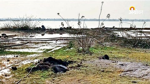 Dongargaon Pachora irrigation project farm theft news