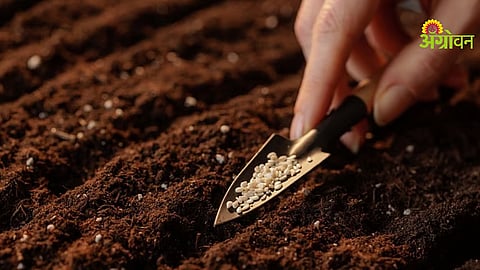 Profitable summer sesame farming techniques