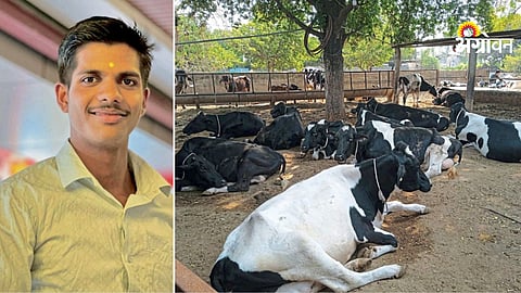 Dairy Farming Management