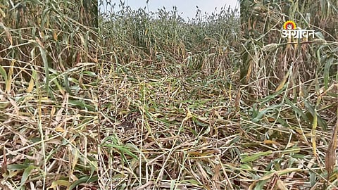 Wild boar menace near Nannaj Maldhok Bird Sanctuary