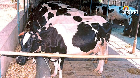 Retained placenta treatment in dairy cows