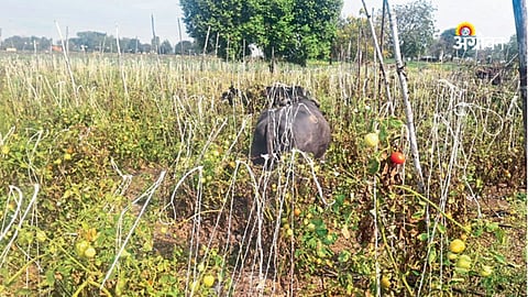 Beed Georai tomato farmer lets cattle graze crop