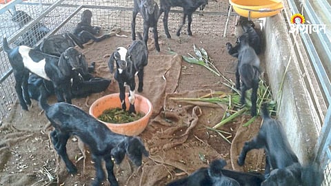 Goat Farming